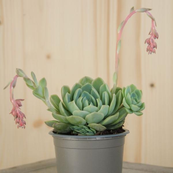 Produktbild Säntispracht 8 er Set, Fettblattrosette - Echeveria elegans (10 cm)