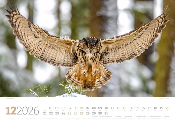 Immagine prodotto Tierwelt Wald Kalender 2026 (45 x 33 cm, Copertina rigida, Tedesco)