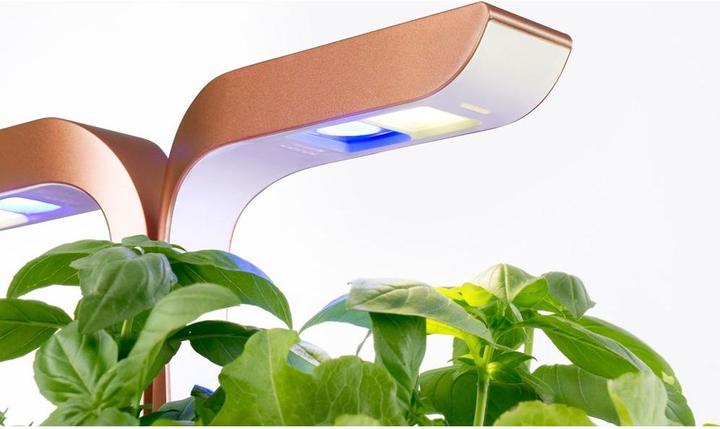 Actual product image Véritable Smart (18.50 cm)