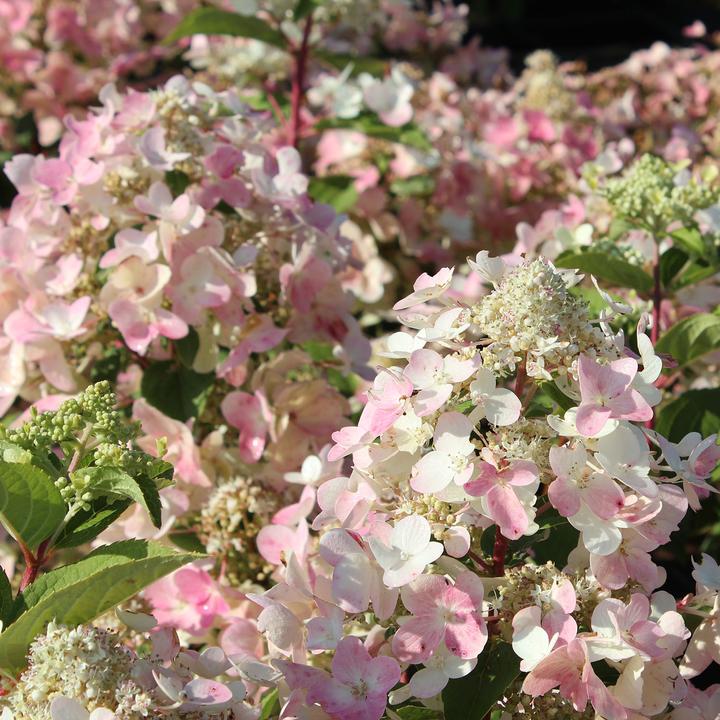 Actual product image Zulauf Rispen-Hortensie / Hydrangea pan. 'Wim's Red' (40 cm)