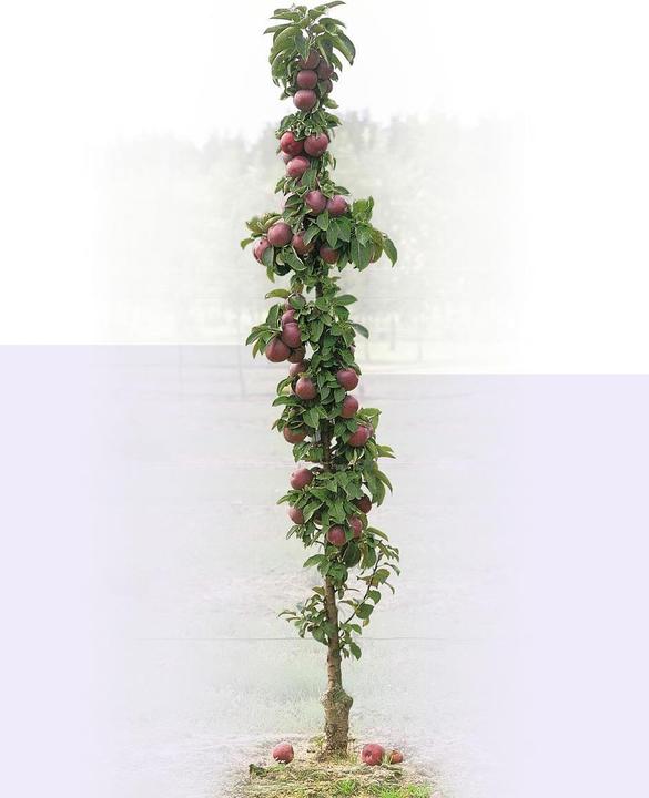Lubera Two columnar apple trees for the tub