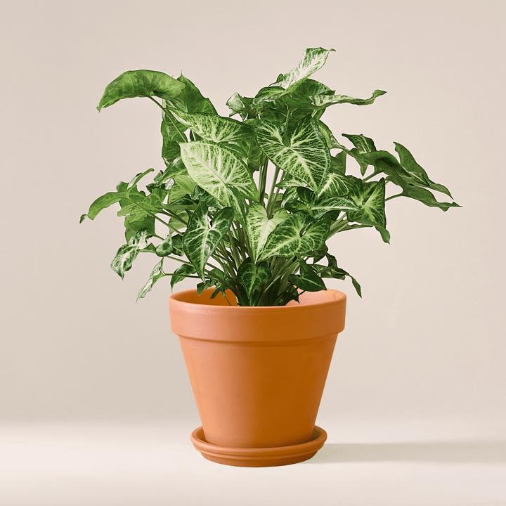 Produktbild Mary and Plants Syngonium White Butterfly mit HAY Topf in Schwarz (45 cm)