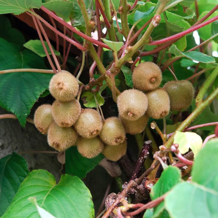 Produktbild Zulauf Beeren-Kiwi / Actinidia deliciosa 'Jenny' (100 cm)