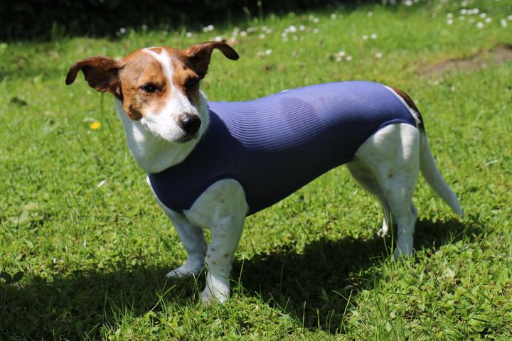 Produktbild Vetmedcare Hunde Body ohne Beine (Hund)