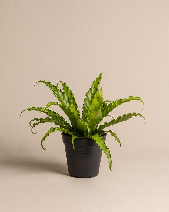 Produktbild feey Gewellter Nestfarn (45 cm, Frisch umgetopft, Tierfreundlich)