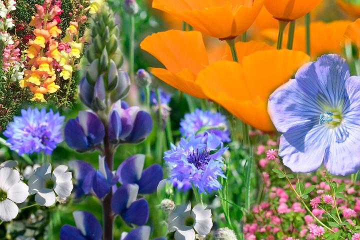 Actual product image Living Seeds Blumenmischung, Sommergarten (Bulbous plant)
