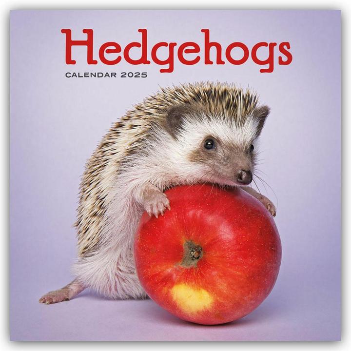 Actual product image Hedgehogs - Hedgehog 2024 (30.5 x 30.5 cm, English, German)
