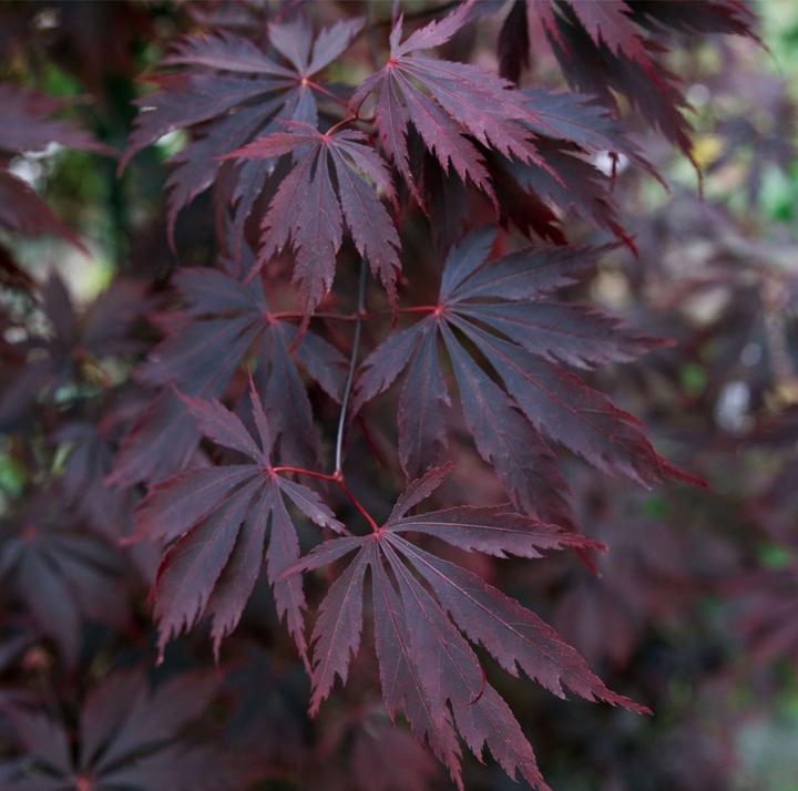 Produktbild Plant in a Box Acer Palmatum 'Black Lace' - 2er Set Ahornbäume (60 cm)