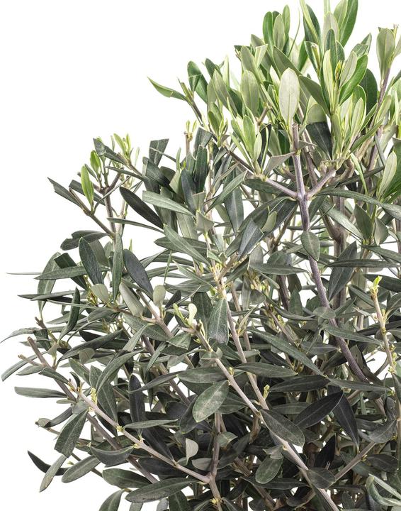 Actual product image Flowerbox Olive tree - Olea europaea (110 cm)