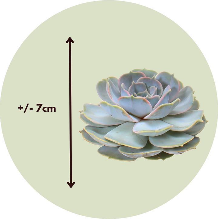Produktbild Plant in a Box Echeveria lilacina - 5er Mischung Echeveria DIY (7 cm)