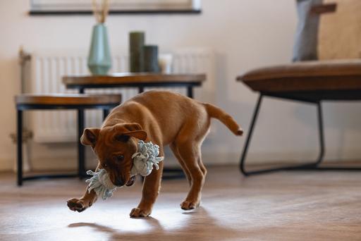 Image du produit Beeztees Puppy Corde à jouer Pim (Jouet à mâcher pour chien)