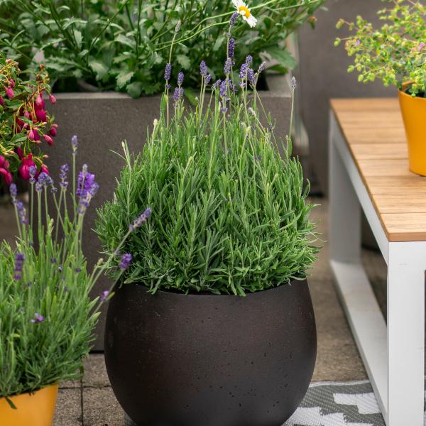 Produktbild Säntispracht Der mediterrane duft Lavendel - Lavendula (40 cm)