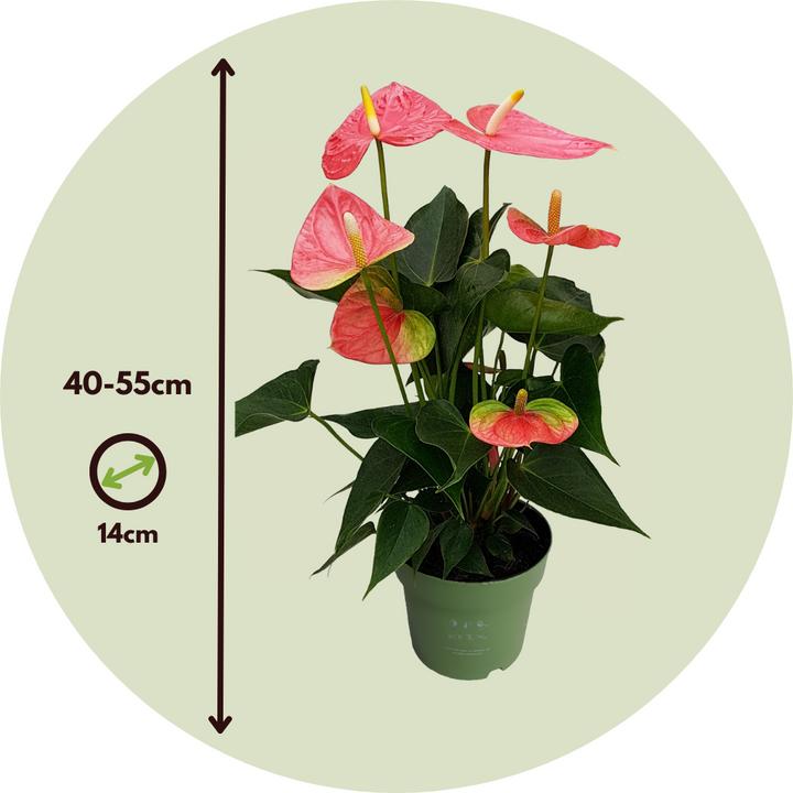 Immagine prodotto Plant in a Box Anthurium 'Colorado Pink" - (40 cm)