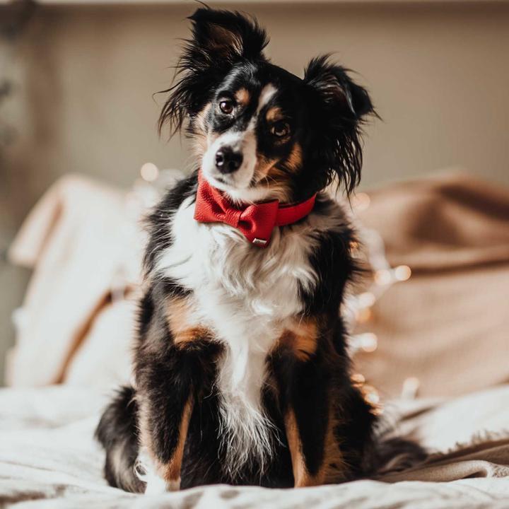 Image du produit Hunter Accessoires pour colliers Noeud papillon Paris, rouge (Chien, Général)
