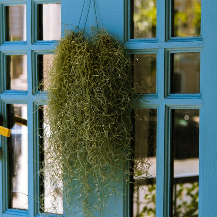 Produktbild Plant in a Box Tillandsia Usneoides (Spanisches Moos) (25 cm)