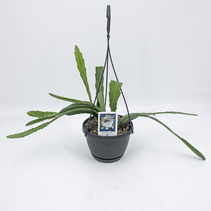 Actual product image Kakteen Gautschi Epiphyllum white flower (45 cm)