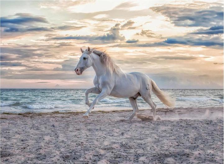 Produktbild Ravensburger Pferd am Strand (500 Teile)