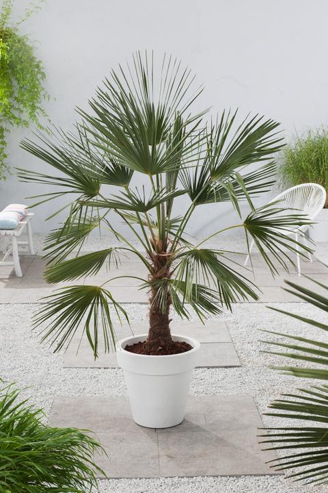 Actual product image Plant in a Box Trachycarpus Fortunei - (35 cm)