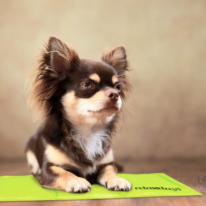 Actual product image Relaxdays Cooling mat dog (Dog)