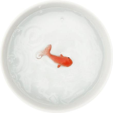 Produktbild Suck UK Fish Pet