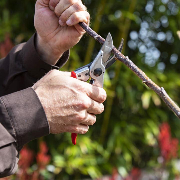 Produktbild Felco Gartenschere 11