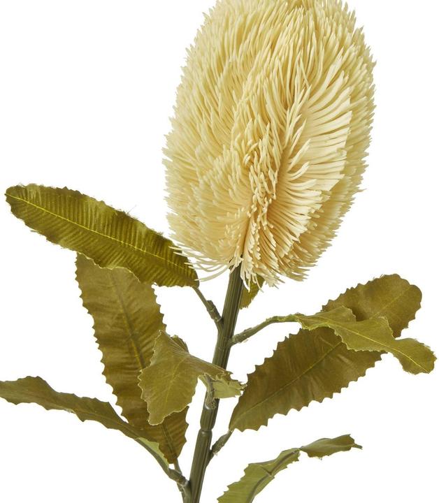 Immagine prodotto Hill Interiors Banksia Serrata Fiore Artificiale (65 cm)