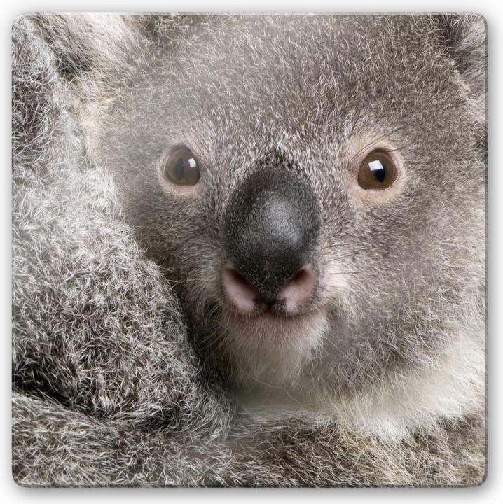 Produktbild Trenddeko Cuddly Koala (20 x 20 cm)