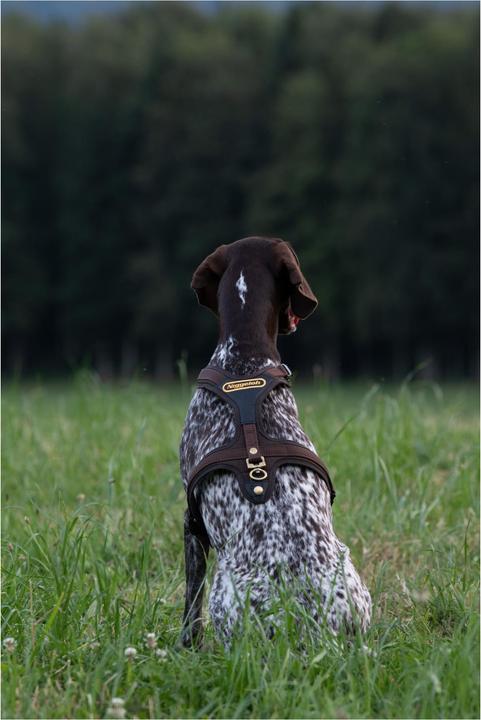 Produktbild Niggeloh Hundeführgeschirr Follow (L, Hund, Allgemein)