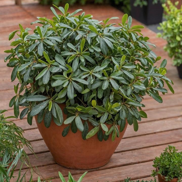 Image du produit Plant in a Box Pittosporum tobira nanum - Laurier (30 cm)