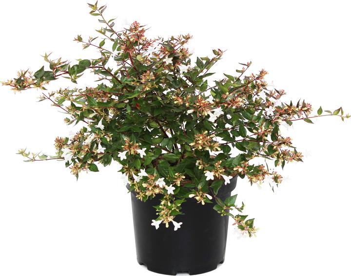 Immagine prodotto Zulauf Grossblütige Abelie / Abelia x grandiflora (50 cm)