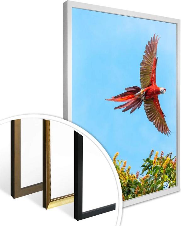 Produktbild Trenddeko Colombo – Papagei im Flug (50 x 60 cm)