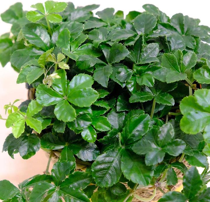 Actual product image VEG and the City Vernon (Maidenhair Vine - Parthenocissus striata)