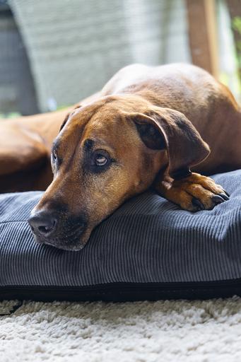 Produktbild Beeztees Orthopedic Liegekissen Veo (Hund)