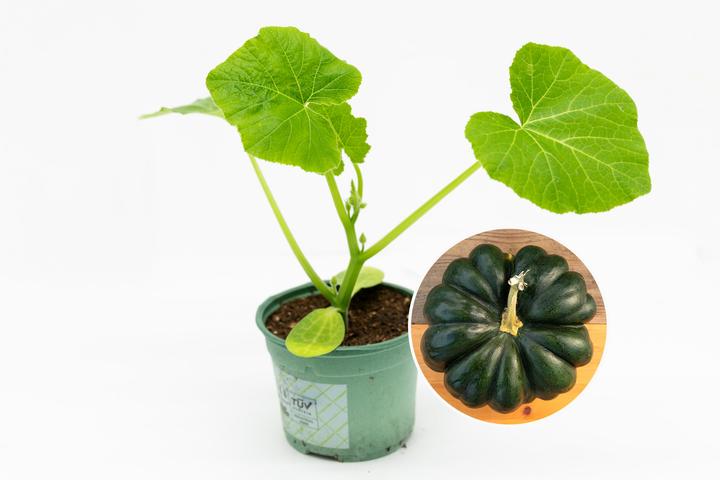 Produktbild Zollinger Bio Setzling, Kürbis, Musquée de Provence (30 cm)