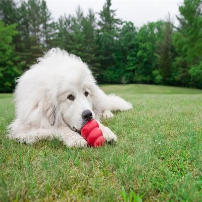 Actual product image KONG Classic (Retrieval, Dog food toy, Dog chew toy)