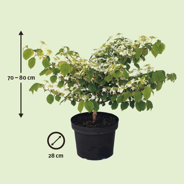 Produktbild Zulauf Japanischer Schneeball / Viburnum plicatum 'Mariesii' (80 cm)