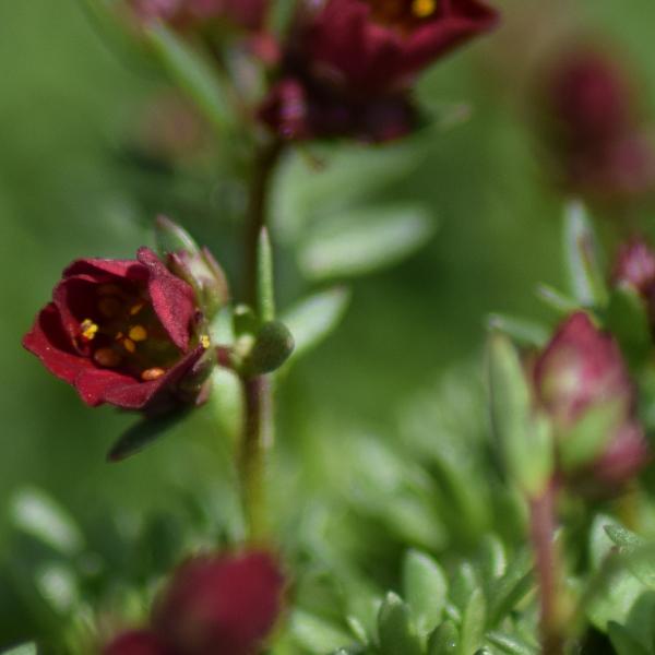 Produktbild Säntispracht 6 er Set, Der rotblühender Moos-Steinbrech - Saxifraga x arendsii Peter Pan Rot