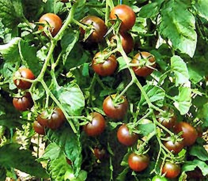 Produktbild Sativa Cherrytomate Black Cherry (Samenbomben)
