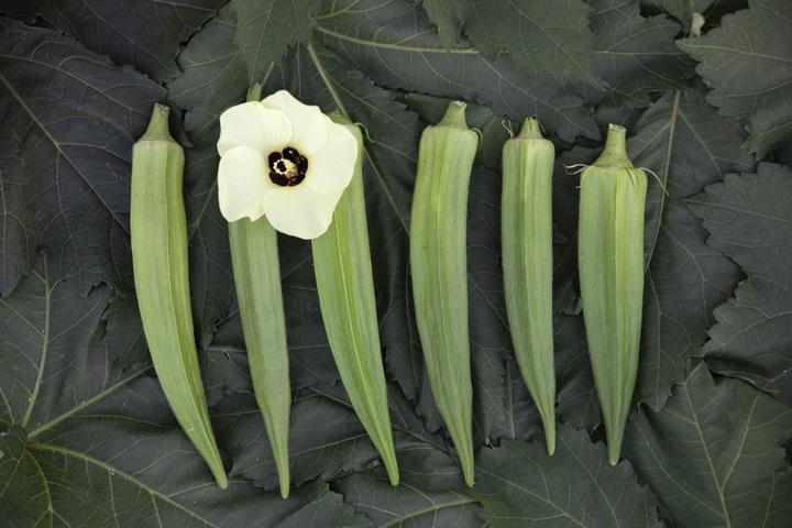 Actual product image Zollinger Bio Okra, Cajun Selection Z