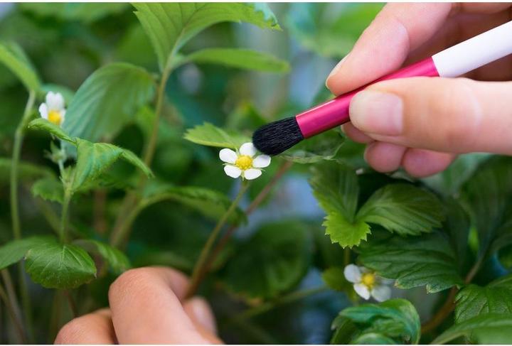Image du produit Véritable Pinceau de pollinisation (Graines de plantes)