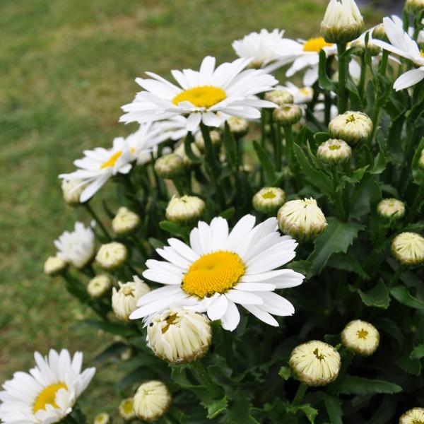 Produktbild Säntispracht Wiesen-Margerite - Leucanthemum maximum 'Lagrande' (80 cm)