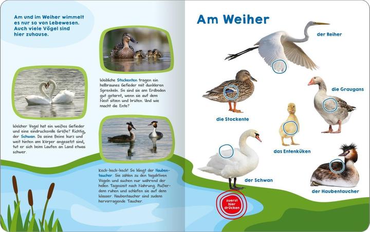 Produktbild Mein grosses Buch der Vogelstimmen (Deutsch, 2024)