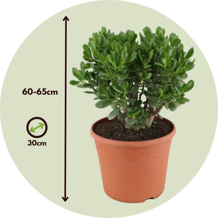 Actual product image Plant in a Box Crassula ovata Minor - Jade plant (60 cm)
