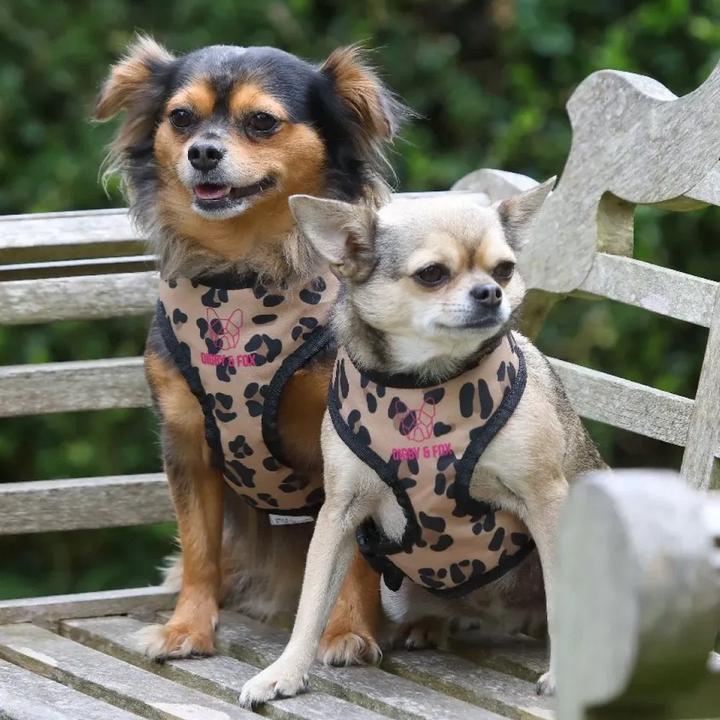 Immagine prodotto Digby & Fox Pettorina per cani con motivo leopardato (40, 41, 42, 43, 44, 45, 46, 47, 48, 49, 50, 52, 54, 56, 58, 60, 62, 68, Cane, Generale)