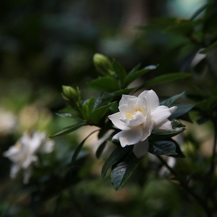 Immagine prodotto Plant in a Box Gardenia Jasminoides - Gardenie (30 cm)