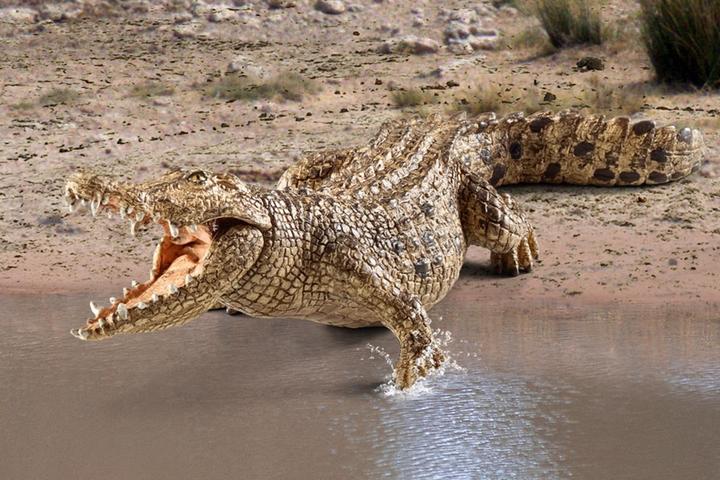 Actual product image Schleich Crocodile