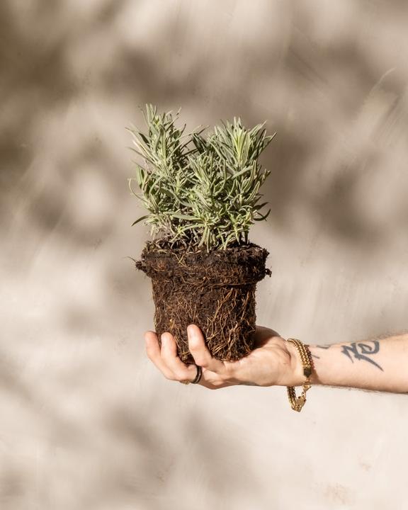 Immagine prodotto feey Lavendel (25 cm, Amichevole per gli animali)