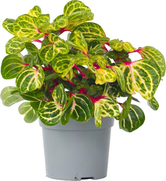 Actual product image Plant in a Box Iresine Herbstii - Blutblatt (20 cm)