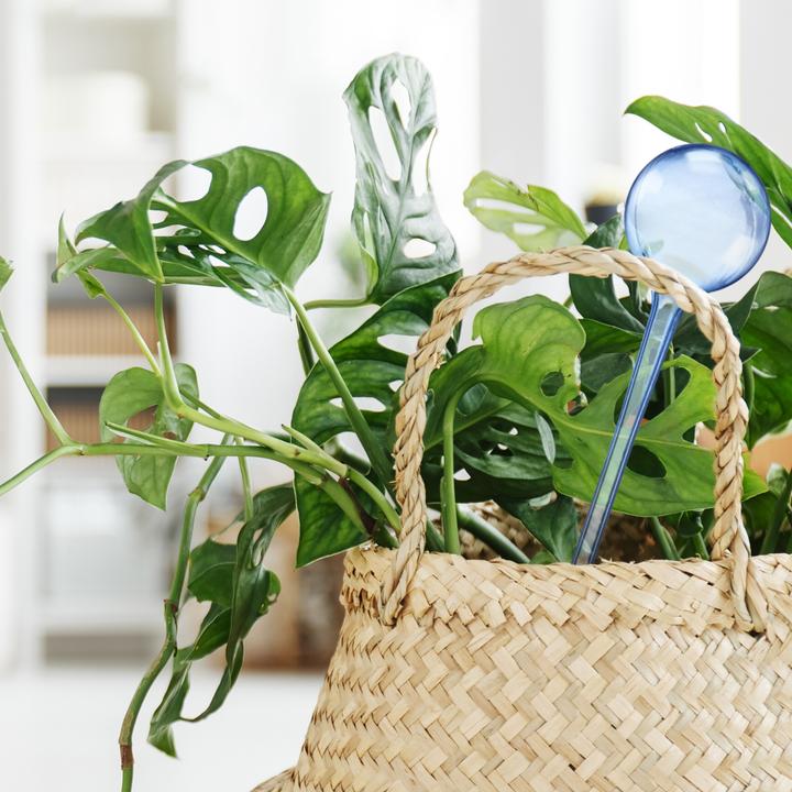 Immagine prodotto Relaxdays 5x palla per irrigazione (Palline per l'irrigazione)