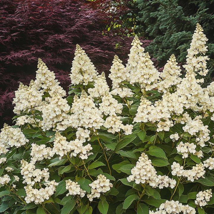 Actual product image Plant in a Box Hydrangea paniculata 'Candlelight' - Hydrangea (25 cm)